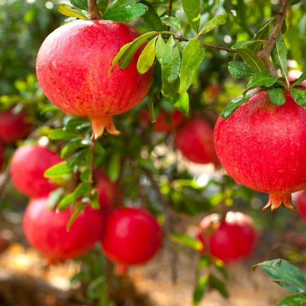 Parfianka pomegranate. (naturehills.com)