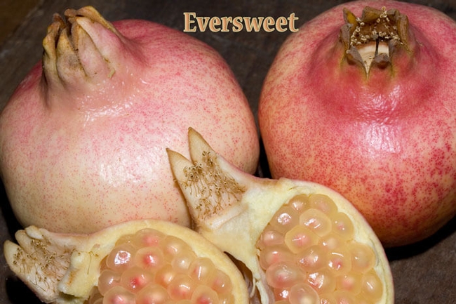Eversweet pomegranate. (louiesnursery.com)