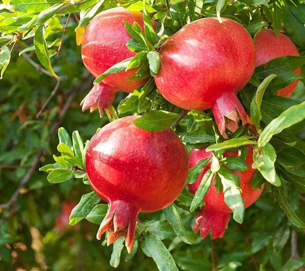 Wonderful pomegranate.  Looks like other red ones.  Note the longer petals.  (almansifresh.com)