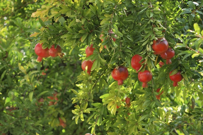 Pomegranate growing in garden. (gardeningknowhow.com)