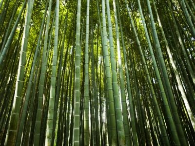 Bamboo trees may communicate via the mycorhizzal fungi network. (allposters.com)
