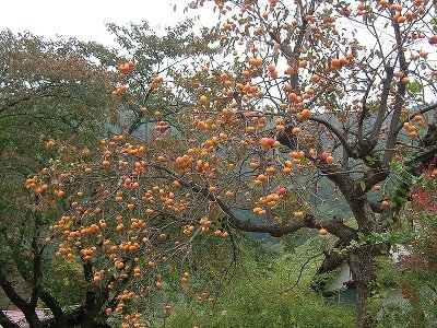 american persimmon tree