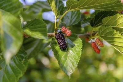 Mulberry tree. (gardeningknowhow.com)