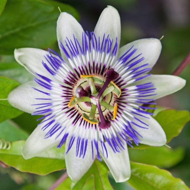 Passionflower close-up. (rhsplants.co.uk)