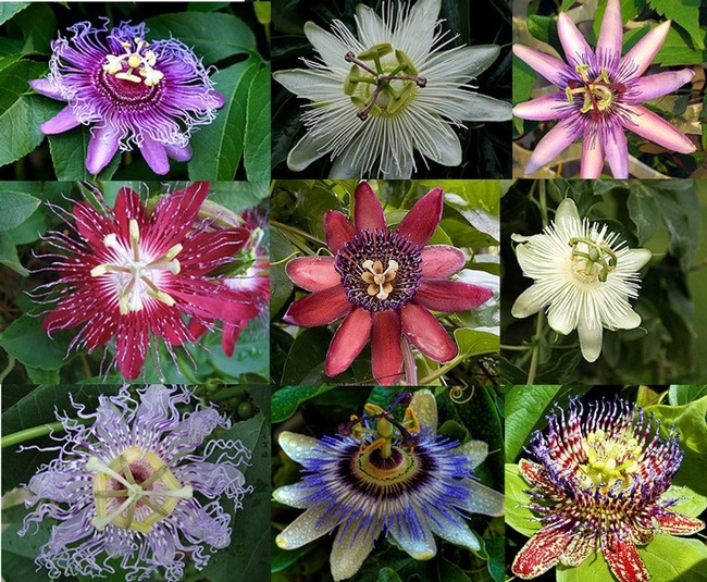 Colors of passionflower. (pinterest.com)