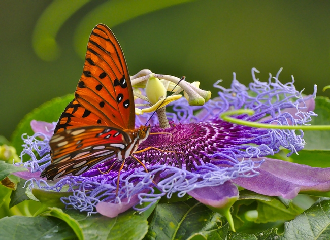 Gulf fritillary on passionflower. (flickr.com)