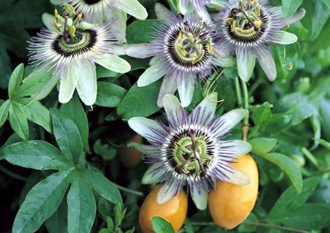 Passionflower with some fruit peeking through. (theherbhound.blogspot.com)