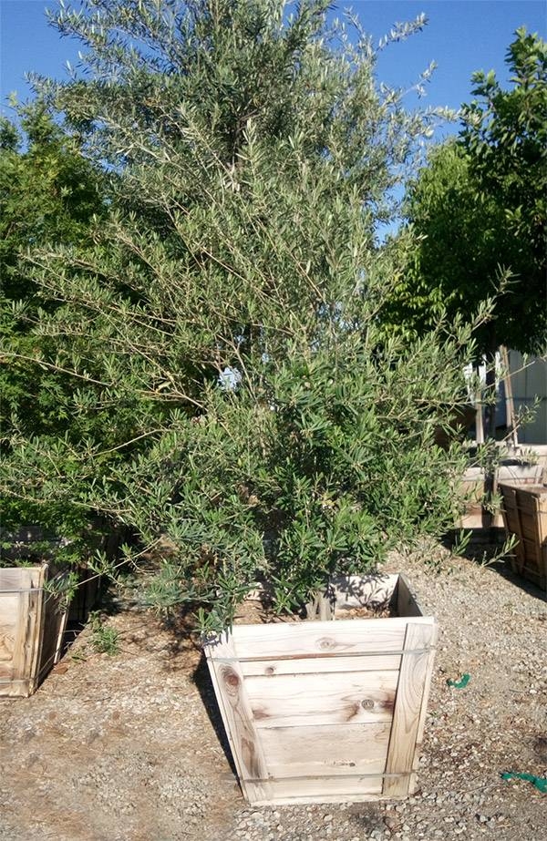 Boxed trees are not always the best choice for an instant garden. (sunshinegrowersnursery.com)