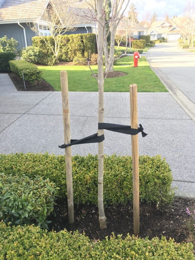 Even correctly staked trees such as this one should have staking removed as the tree grows and strengthens. (properlandscaping.com)
