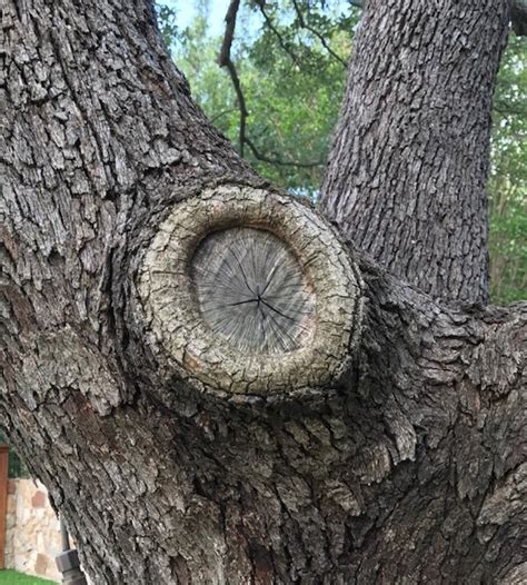 The lighter growth ring where the limb was removed is the hardened healing hormone the tree makes for itself--no wound compound needed. (dirtdoctor.com)