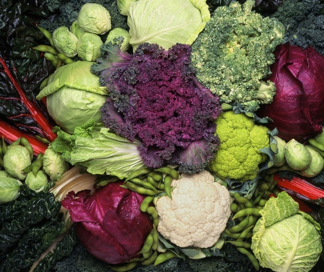 Cool season vegetables? (meadowsfarms.com)