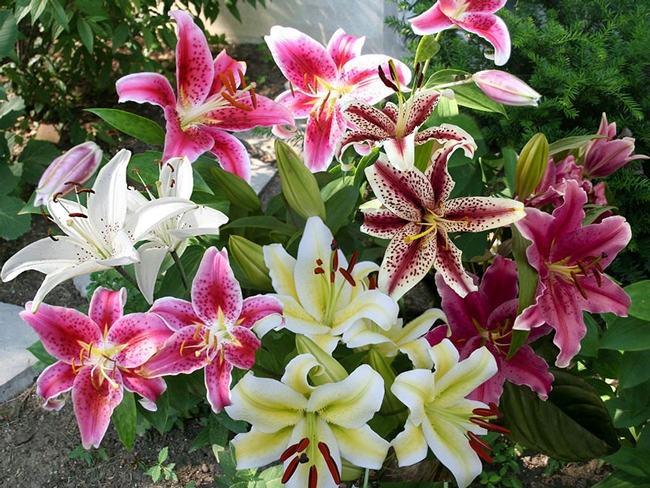Lilies. (worldoffloweringplants.com)