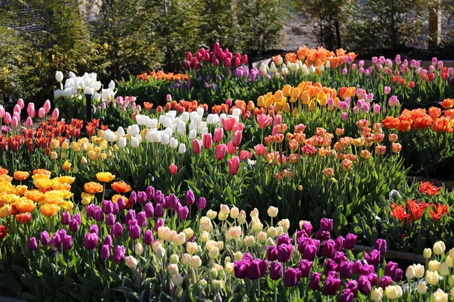 Tulip. (blog.longfield-gardens.com)