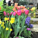 Let's make it spring-blossoming flowers! (turpinlandscapedesign.com)