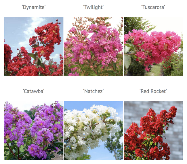 These are only a few of the colors of crape myrtle. (idiggreenacres.com)