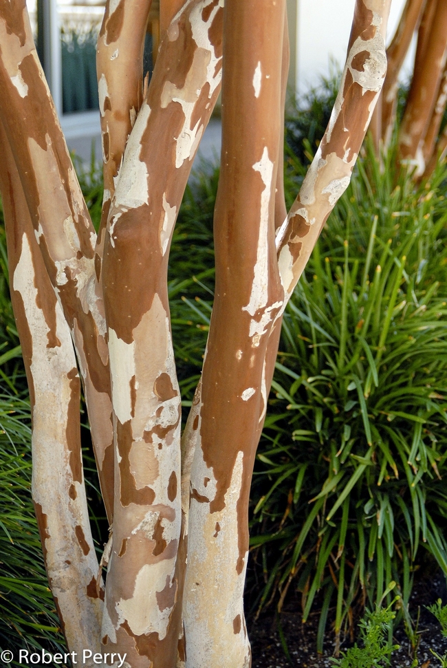 This is the bark of just one variety of crape myrtle. Use your web browser to see many more! (inlandvalleygardenplanner.org)