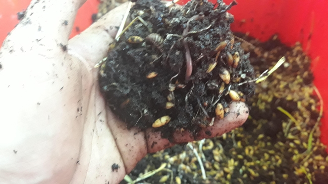 Sowbugs and red wigglers are both composters, here with whole oats. (reddit.com)