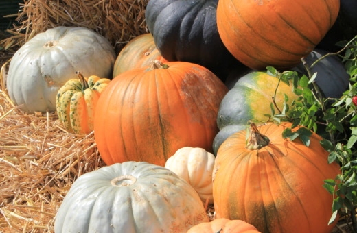 Colors of pumpkins. (cc0.photo)
