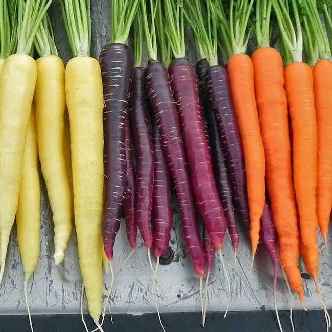 Carrots of many colors. (stoore.underwoodgardens.com )
