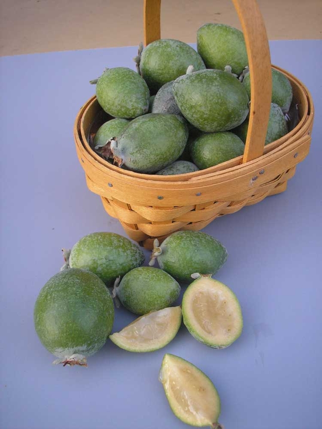 Pineapple guava. (treesofjoy.com)
