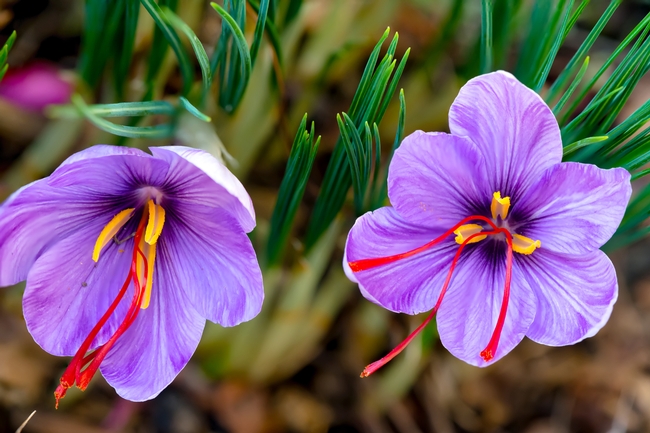 Saffron crocus blossom. (britannica.com)