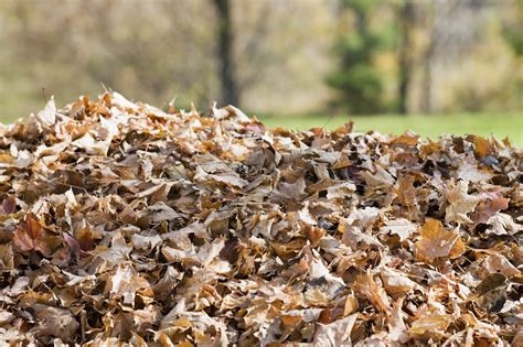 Got leaves--Use them! (gardeningknowhow.com)