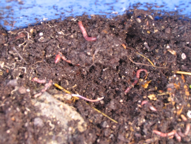 Worms--a sure sign of healthy soil. (images.frompo.com)