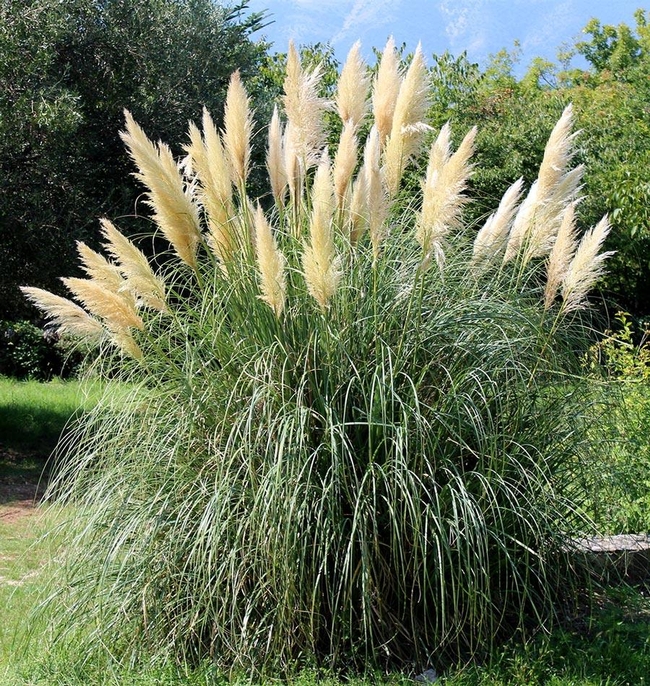 Pampas grass--invasive plant in California. (westcoastseeds.com)