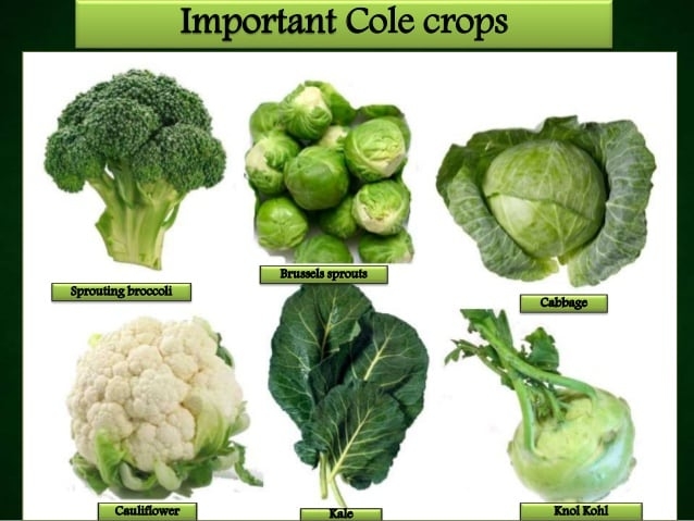 Plant broccoli, cauliflower, kale, more for spring harvest. (slideshare.net)