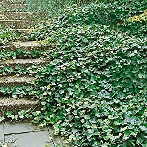 English ivy. (amazon.com)