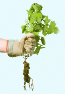 Remove unwanted plants by hand. (concordma.gov)