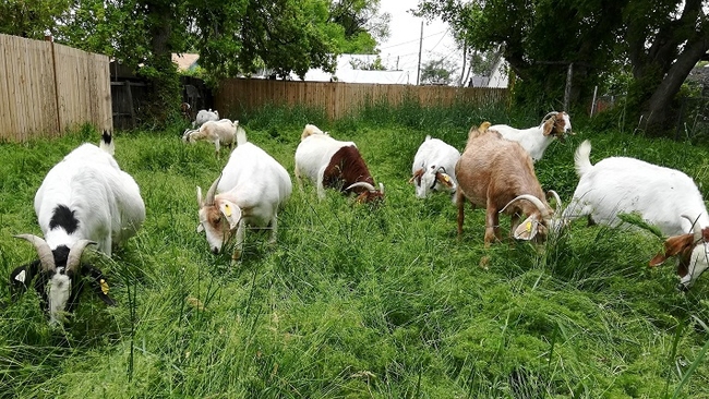 Selective grazing can be helpful. (jaguzafarm.com)
