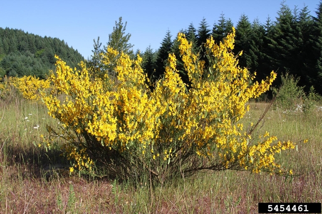 Scotch broom removal may  require  one of those mattocks!. (blogs.oregonstate.edu)