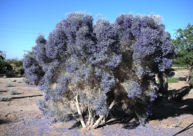 Desert smoke TREE. Not the same as a Smoke bush. (pinterest.com)
