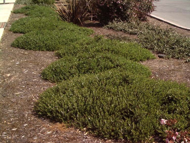 Low-growing manzanita, Arctostaphylos 'Emerald Carpet'. (pinterest.com)