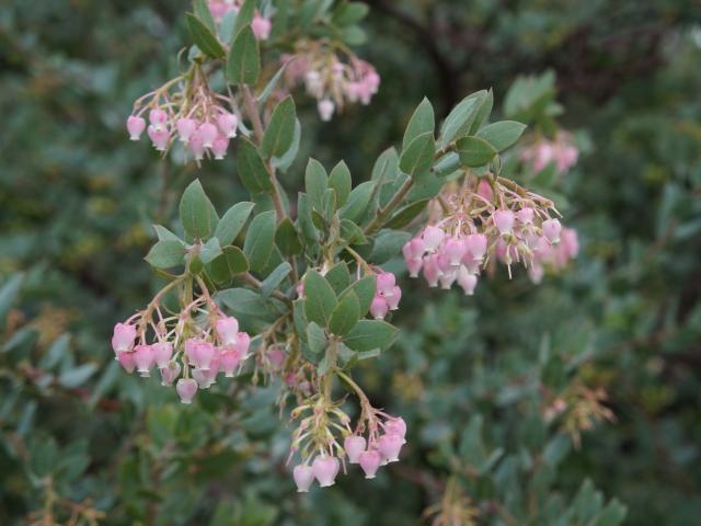Another photo of manzanita blossoms. They are very tiny, and short-lived. (arboretum.ucdavis.edu)
