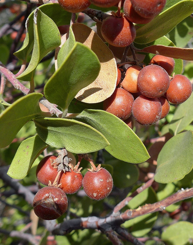 Manzanita berries. (calphotos.berkeley.edu)