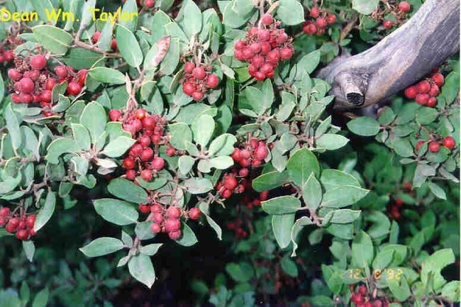 More manzanita berries. Birds love them.  (pinterest.com)