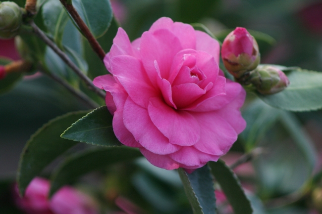 Camellia. (monrovia.com)