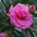 Camellia. (monrovia.com)
