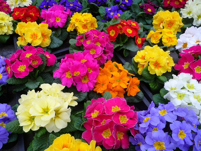 Colors of English primrose. (seedvilleusa.com)