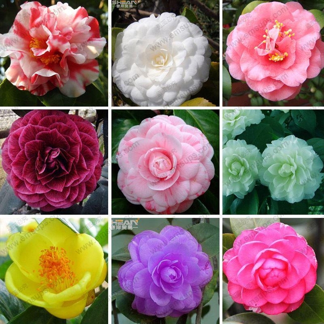 Colors of camellias. (dhgate.com)