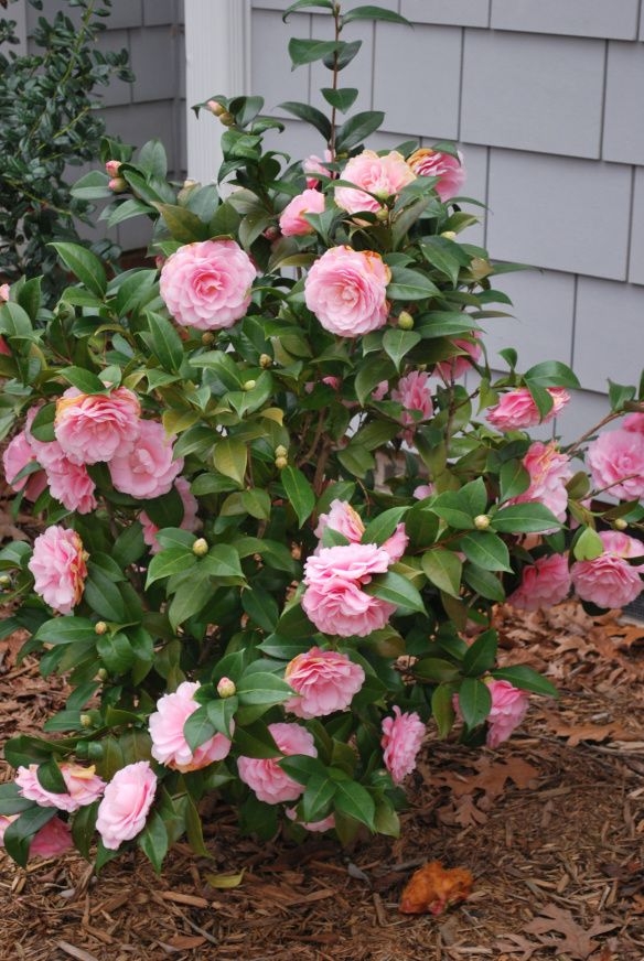 Camellia plant in garden. (dailysupplies.us)