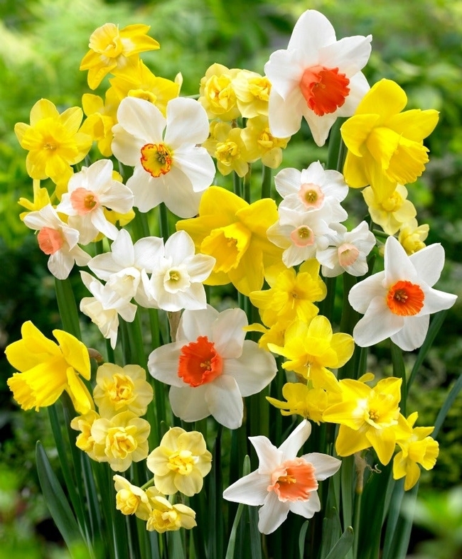 Narcissus and daffodil. (reneesgarden.com)