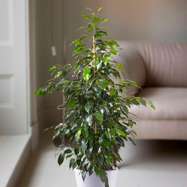 Ficus benjamina. (gardeningexpress.co.uk)