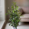 Ficus benjamina. (gardeningexpress.co.uk)