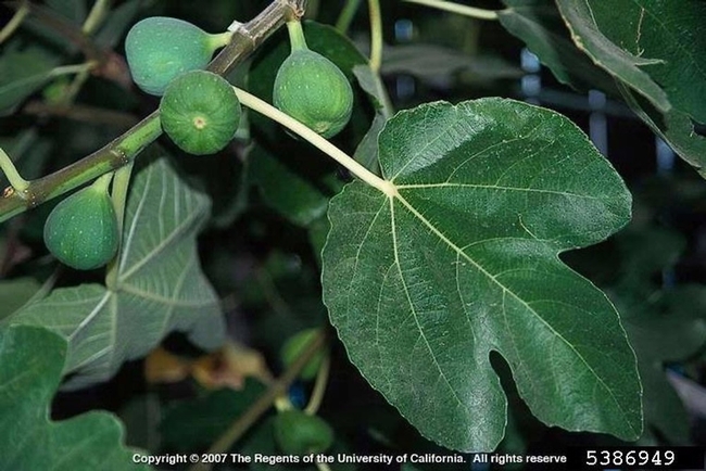 Ficus carica, edible fig.  Very different leaves than F. benjamina.  (eeob.iastate.edu)
