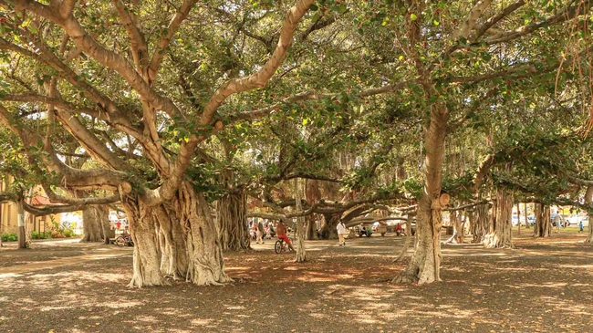 Banyan trees are relatives of Ficus benjamina. (wondersofmaui.com)