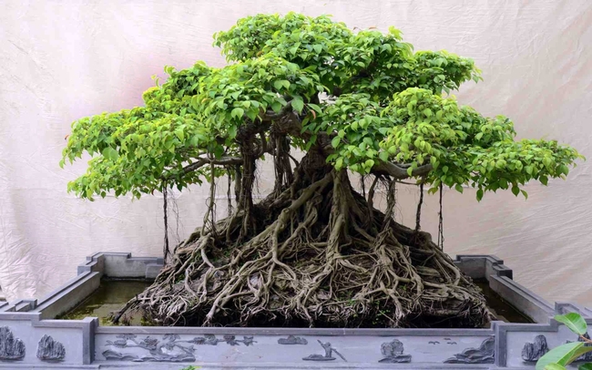 Bonsai Banyan tree. (pinterest.com)