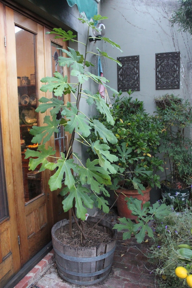 Ficus carica grow comfortably in barrels, and produce fruit, too. (ilikebeansveg.blogspot.com).jpg